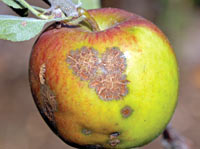 Apple Scab or Black Spot