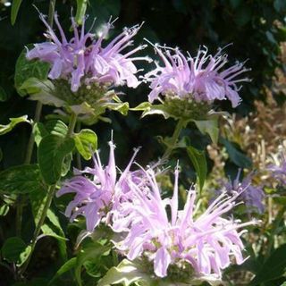 Bergamot Bee Balm