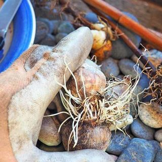 Plant Bulbs