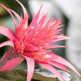 Bromeliads