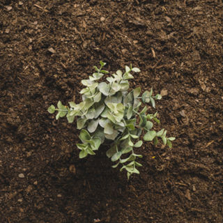Garden Mulches