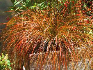 Carex testacea