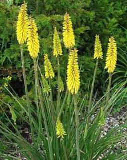 Kniphofia/Hot Poker Plant - Tall yellow Poker