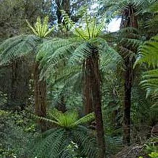 Cyathea smithii 