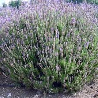 Lavender Dentata 1.3 L