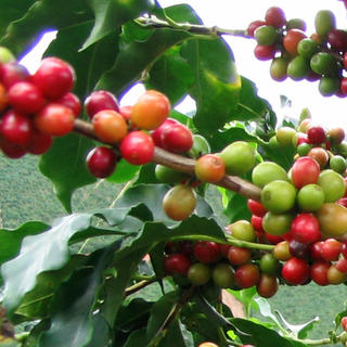 Coffee Arabica 