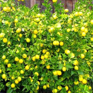Lemon Meyer