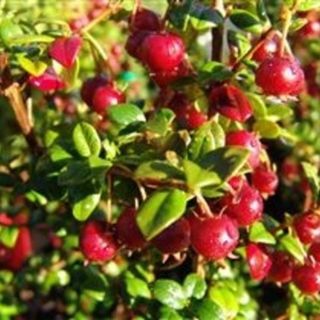Chilean Guava AKA NZ Cranberry 