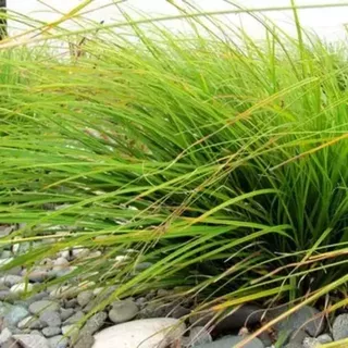 Carex dissata