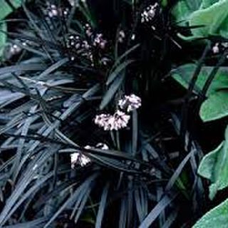 Ophiopogon planiscapus 'nigrescens'