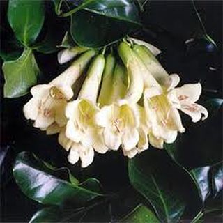 Tecomanthe Speciosa 2 LP (KP)