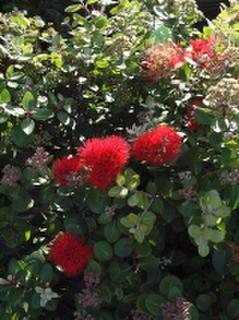 Metrosideros Collina Tahiti 