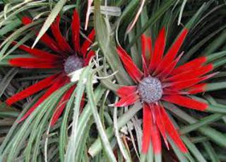 Fascularia bicolor