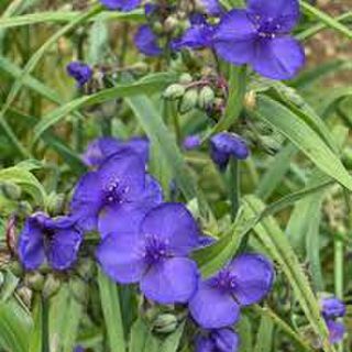 Tradescantia x andersoniana