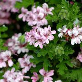 Pelargonium graveolens