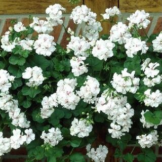 Pelargonium Ivy - White