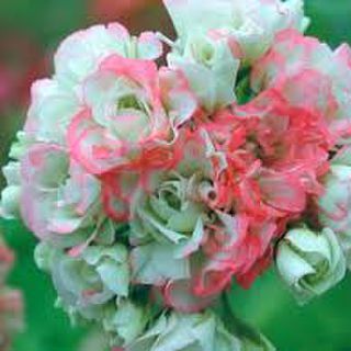 Pelargonium zonale 'Appleblossom Rosebud'