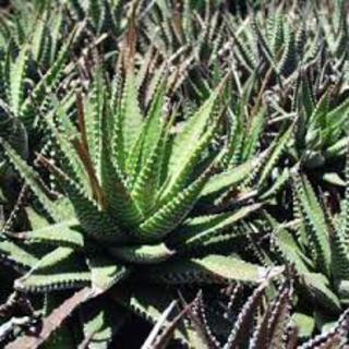 Haworthia attenuata