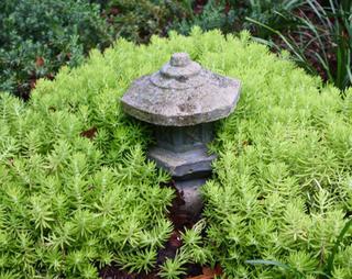 Sedum 'Gold Mound'