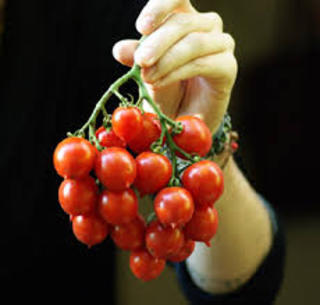 Tomato 'Principe Borghese'