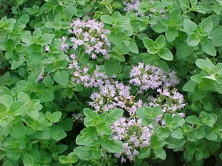 Origanum vulgare var. hirtum