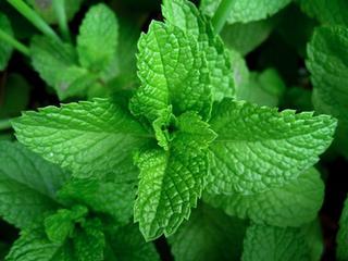 Peppermint