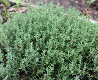 Thyme - Common
