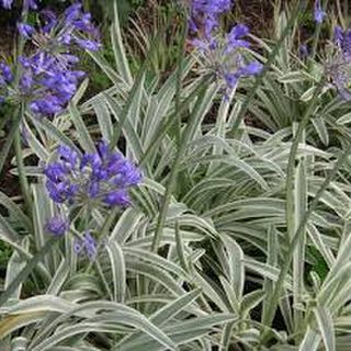 Agaphantus 'Tinkerbell'