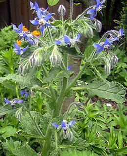 Borago officinalis