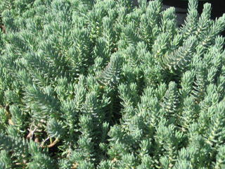 Sedum reflexum