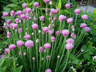 Allium schoenoprasum/Common Chives