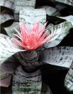 Achmea fascinata/Silver Vase