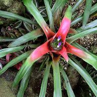 Noregelia pineliana