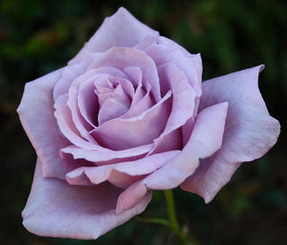 Rose 'Blue Moon'