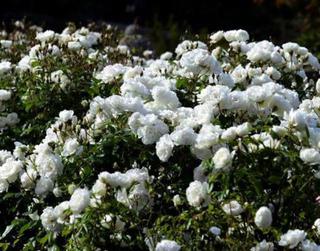 Rose 'Iceberg'