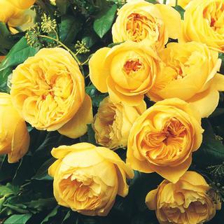 Rose 'Souvenir de Marcel Proust'