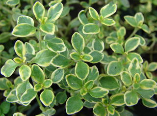 Thymus citriodorus aureus/Lemon Thyme