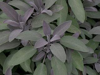 Salvia officinalis 'Purpurea'