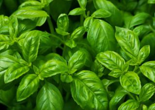 Ocimum basilicum/Sweet Basil