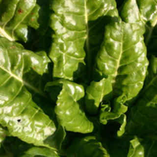 Spinach Perpetual
