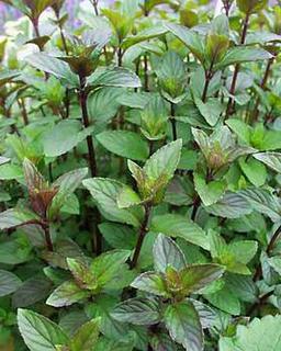 Chocolate mint