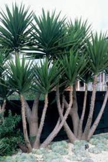 Yucca elephantipes 