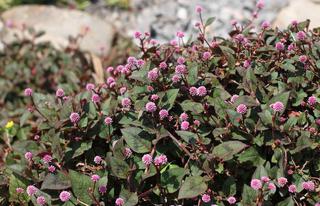 Persicaria capitata