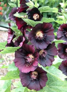 Hollyhock/Alcea rosea - mixed colours only