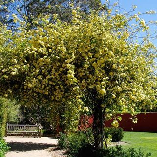 Rosa Banksiae Lutea