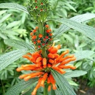 Leonotis Leonurus (Lions Tail) 1.5L