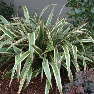 Phormium cookianum subsp. hookeri 'Tricolor'
