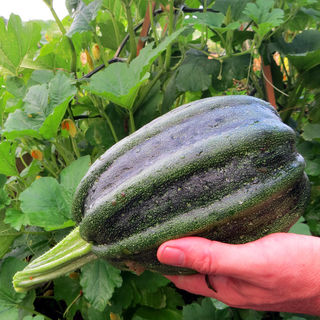 Organic Kamo kamo