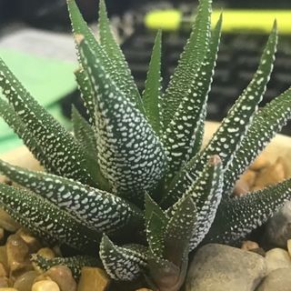 Haworthiopsis fasciata - Rare