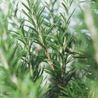 Rosemary - Upright